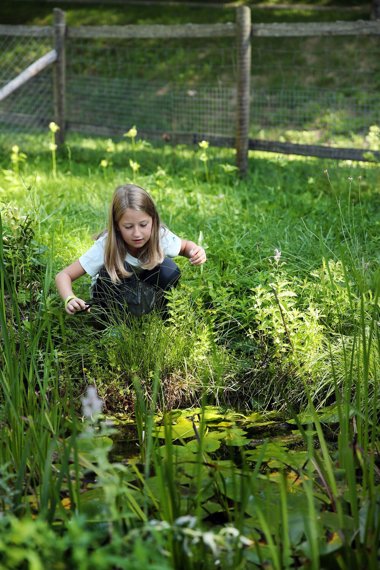 Ein Mädchen hockt an einem Teich im Naturpark Falkenstein und versucht mit einem kleinen Kescher Tiere zu fangen. 