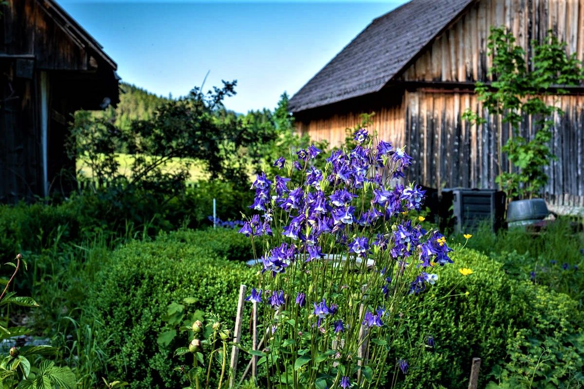Ein Garten mit lila Blumen im Vordergrund und Holzhütten im Hintergrund.