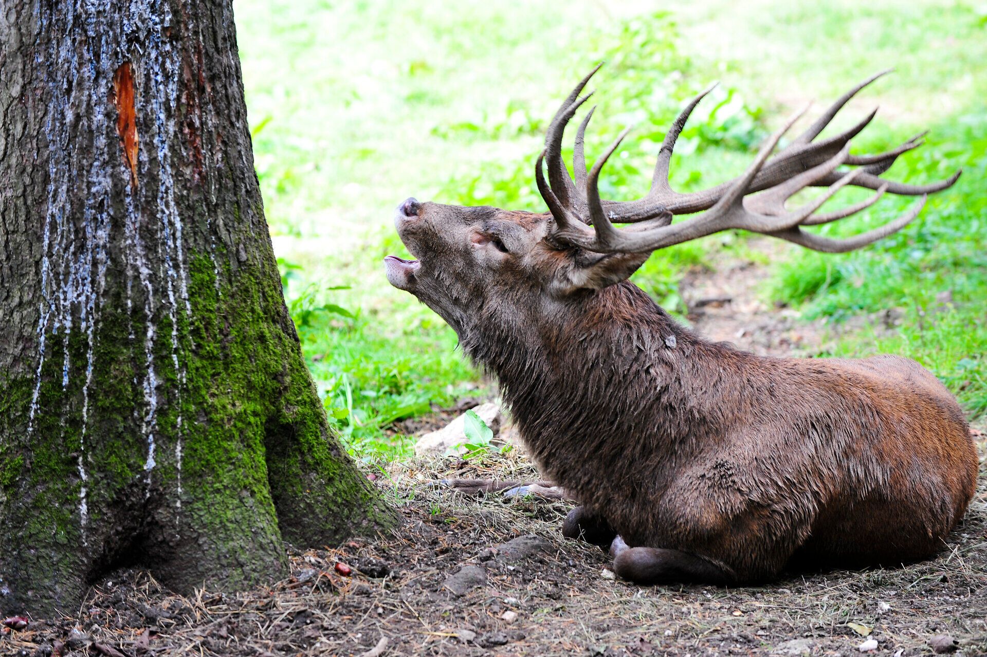 In der idyllischen Umgebung des Naturparks Falkenstein genießt ein majestätischer Hirsch die Ruhe der Natur. Mit seinen prächtigen, verzweigten Geweihen und dem sanften Licht, das durch die Bäume fällt, vermittelt er ein Gefühl von Freiheit und Anmut. Diese friedliche Szene lädt dazu ein, die Schönheit der alpinen Landschaft zu erkunden und die Seele baumeln zu lassen.