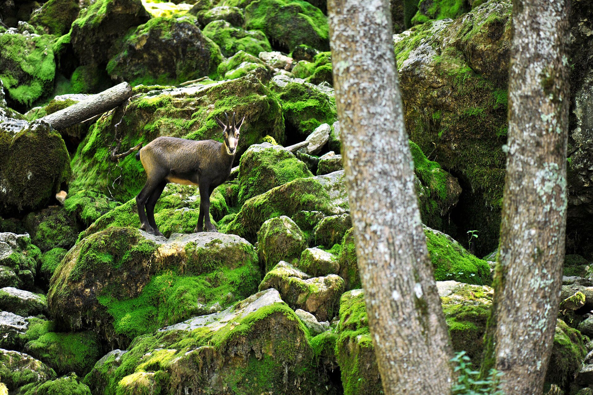 Inmitten der üppigen, moosbedeckten Felsen steht ein majestätisches Tier, das die Ruhe der Natur ausstrahlt. Die sanften Lichtstrahlen durchdringen das Blätterdach und schaffen eine harmonische Atmosphäre, die zum Verweilen einlädt. Hier, wo die Wildnis auf die Schönheit der Berge trifft, entfaltet sich ein wahres Paradies der Blicke.