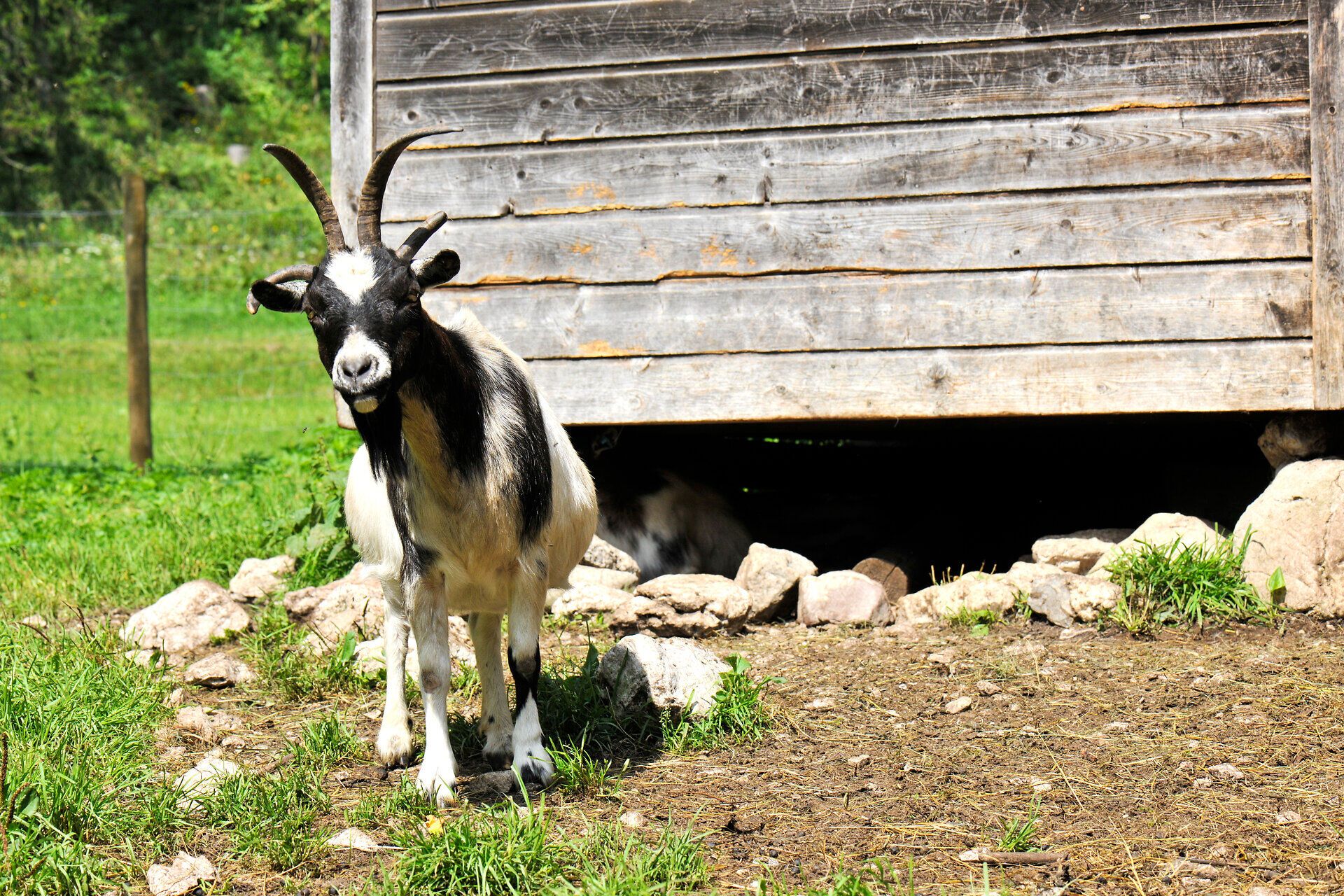 In der warmen Sommerluft des Naturparks Falkenstein grast eine neugierige Ziege vor einer rustikalen Holzscheune. Die sanften Hügel und das satte Grün der Wiesen schaffen eine idyllische Kulisse, die zum Verweilen einlädt. Hier, wo die Natur in voller Pracht erblüht, spürt man die Ruhe und den Zauber der Berge.