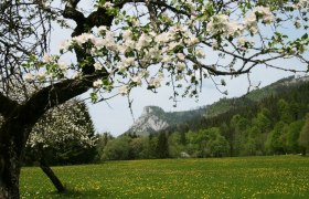 Falkenstein Blüte, © Enzo-Graphic