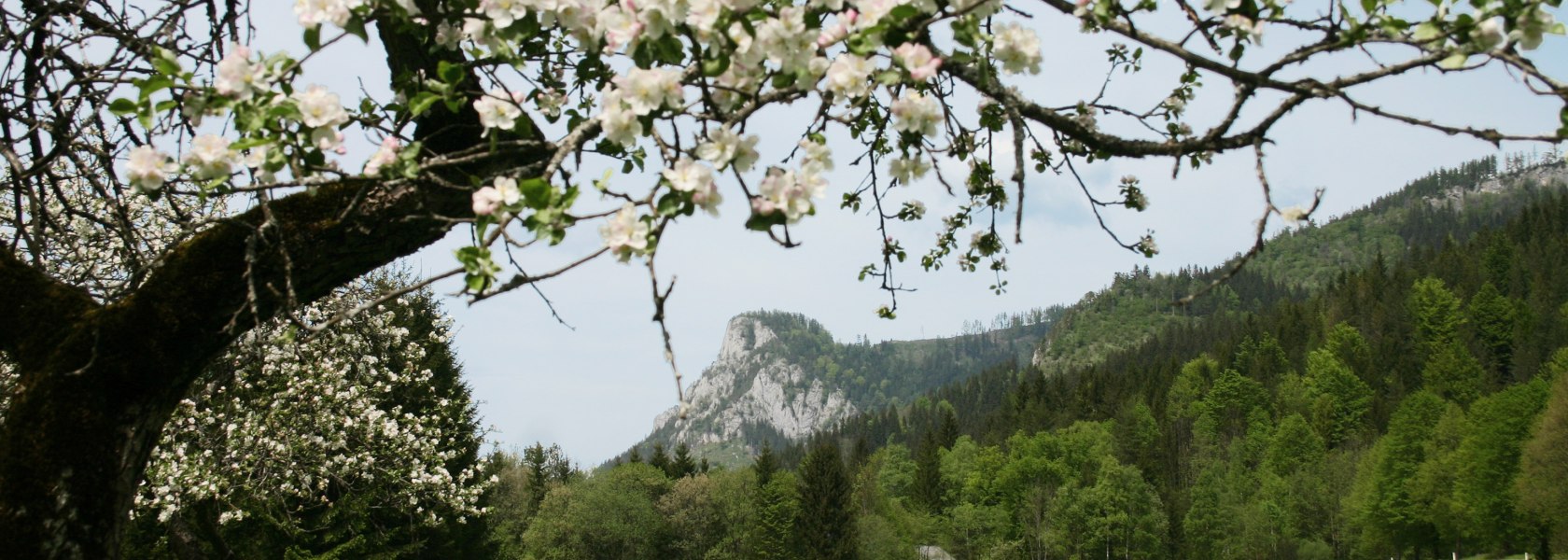 Falkenstein Blüte, © Enzo-Graphic