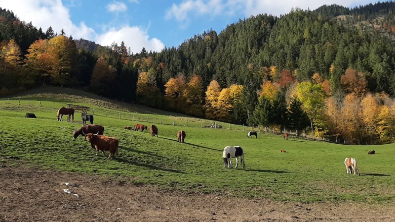 Tiere, © Naturpark Falkenstein 