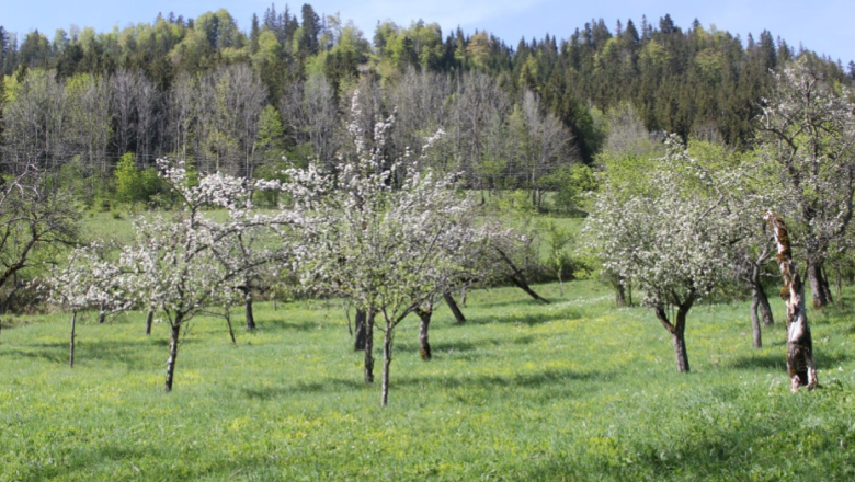 Streuobstwiese