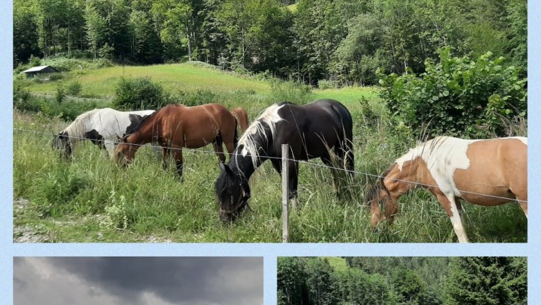 Tier Collage, © Naturpark Falkenstein 