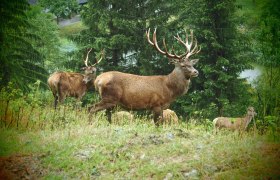 Hirsch, © Naturpark Falkenstein 