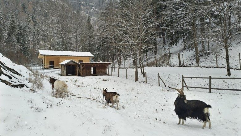 Ziegengehege im Naturpark Falkenstein