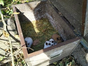 Babyhasen, © Naturpark Falkenstein 