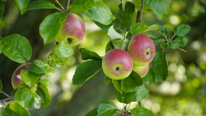 Apfelbaum , &copy; jhenning-apples