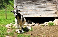 In der warmen Sommerluft des Naturparks Falkenstein grast eine neugierige Ziege vor einer rustikalen Holzscheune. Die sanften Hügel und das satte Grün der Wiesen schaffen eine idyllische Kulisse, die zum Verweilen einlädt. Hier, wo die Natur in voller Pracht erblüht, spürt man die Ruhe und den Zauber der Berge.