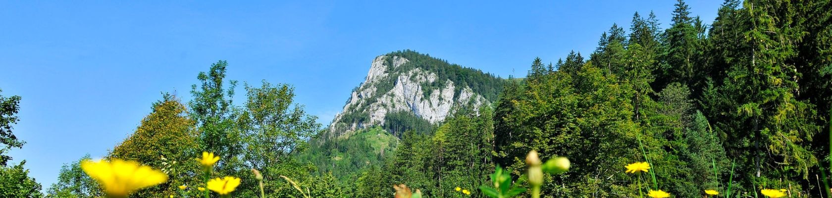 Falkenstein Blumenwiese, © Naturpark Falkenstein 