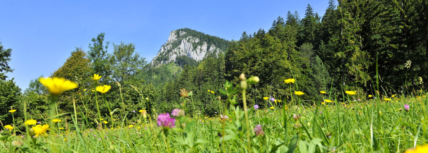 Sommer im | Naturpark Falkenstein, © POV