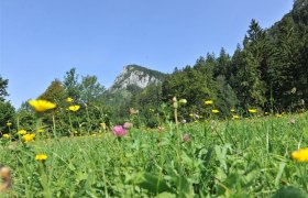 Falkenstein, © Gemeinde Schwarzau